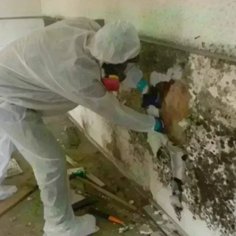 Mold Remediation and Removal in La Porte, TX